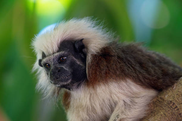 Lion Tamarin Pygmy Marmoset Monkey.