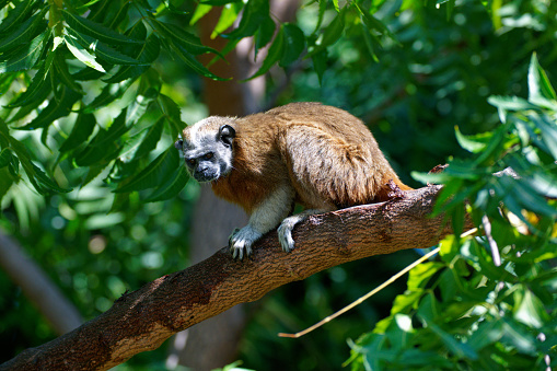a Tamarin rests in a tree in northern Colombia