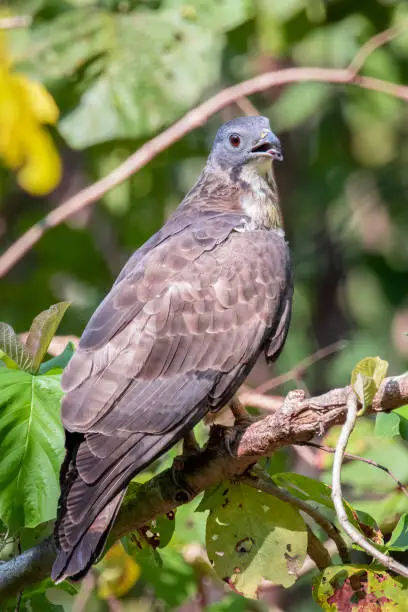 Image of oriental honey buzzard bird on a tree branch on nature background. Hawk. Animals.