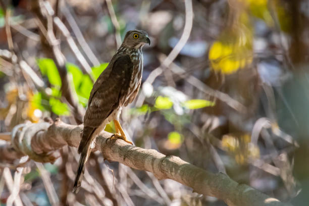 istock Image of Shikra Bird ( Accipiter badius) on a tree branch on nature background. Hawk. Animals. 1391342684