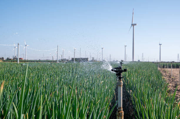 istock Modern agricultural sprinkler systems work in green farmland 1391344507