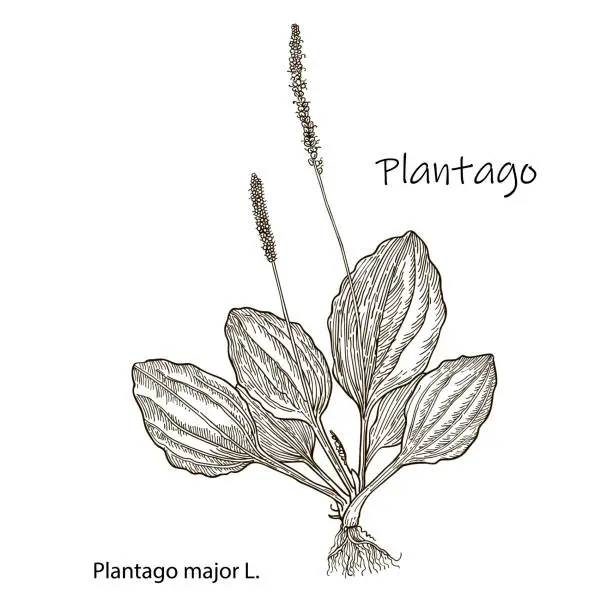 Vector illustration of Great plantain. Plantago major - medicinal plant. Hand drawn botanical vector illustration