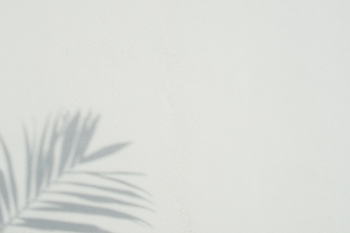 abstract, art, backdrop, background, beautiful, black, blur, blurred, blurry, branch, cement, copy space, decorative, design, empty, environment, flora, foliage, garden, gray, grey, leaf, leaf shadow, leaves, light, material, modern, monochrome, natural, nature, palm, palm leaves, palm shadow, pattern, plant, rustic, shade, shadow, silhouette, summer, sunlight, sunny, sunshine, texture, tree, tropical, wall, wall texture, wallpaper, white
