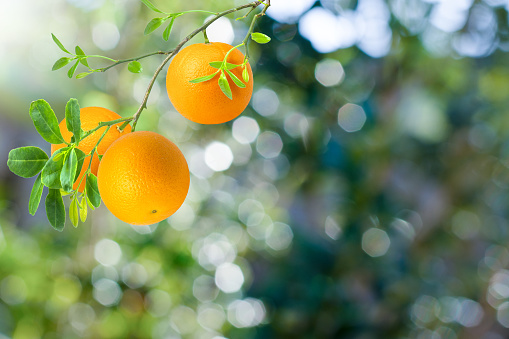 Orange fruit hanging on branch tree with green nature blurred background.