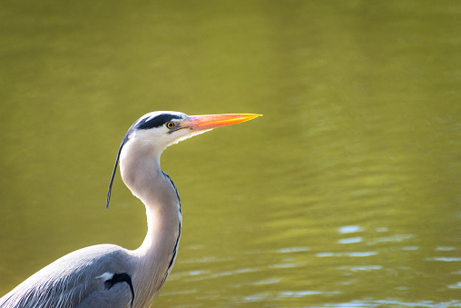 Close Up Profile of a Great Blue Heron in Breeding Plumage Against Water