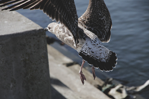 bird - seabird - wings - flight - wild - sky