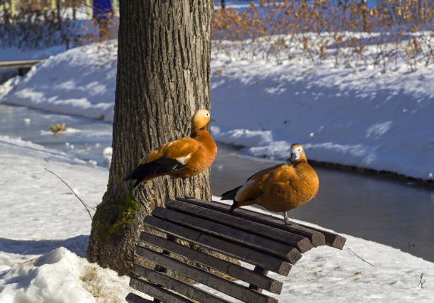 Two ruddy shelducki on a bench in the winter park. Sunny day in early March. Aptekarsky Ogorod (a branch of the botanical garden of Moscow State University). Moscow, Russia,
