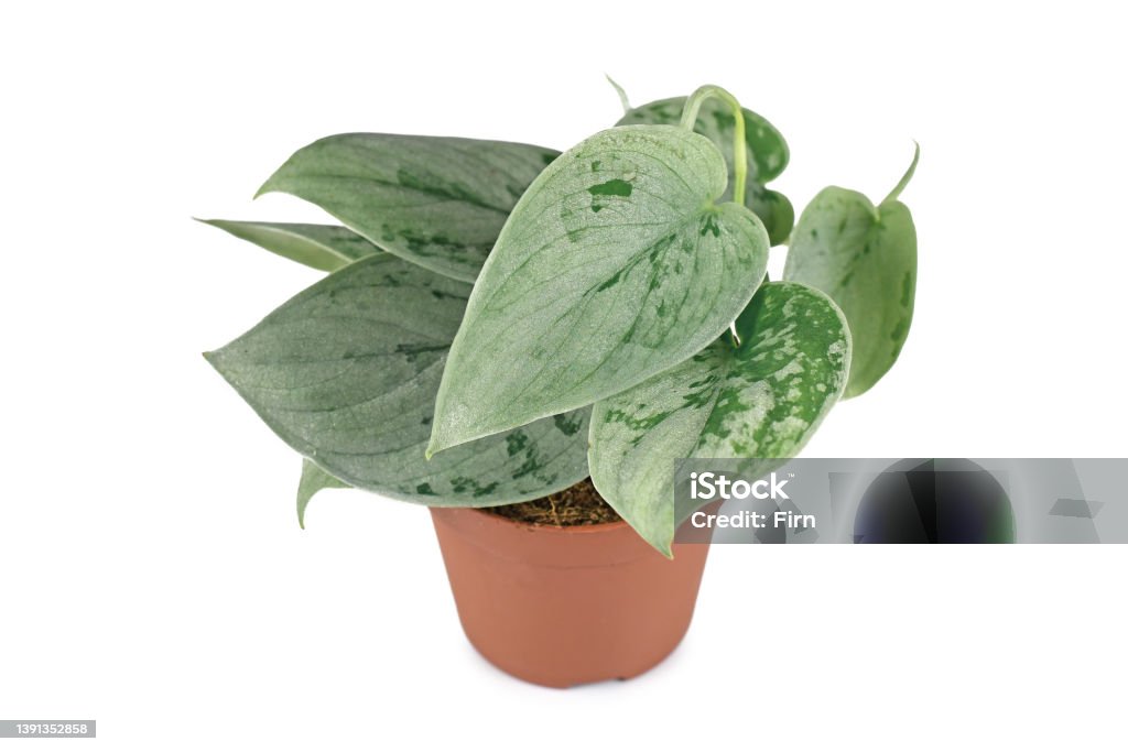 Exotic 'Scindapsus Pictus Silvery Ann' houseplant Exotic 'Scindapsus Pictus Silvery Ann' houseplant in pot on white background Cut Out Stock Photo