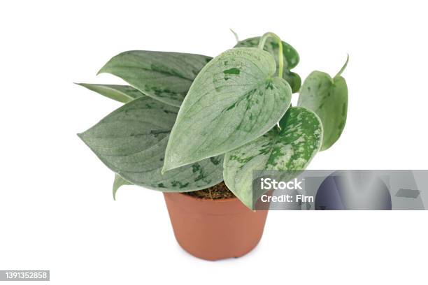 Exotic Scindapsus Pictus Silvery Ann Houseplant Stock Photo - Download Image Now - Cut Out, Golden Pothos, Botany