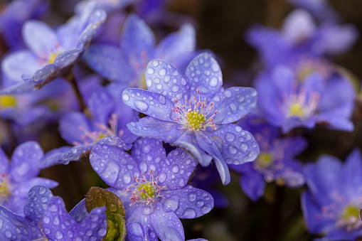 Blossom purple Anemone hepatica flower with water drops macro photography. Liverwort flowering plant with raindrops on a violet petals close-up photo in springtime. Wet lilac flowers background.