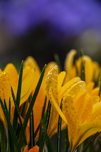 Blooming yellow crocus flower on a sunny spring day macro photography. Spring croci flower with water drops on bright orange petals in sunlight close-up photo. Wildflower petals with raindrops.