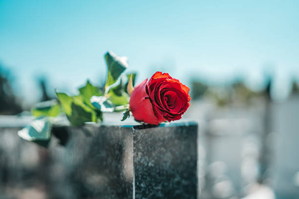 istock Rose of Faithful 1391355904