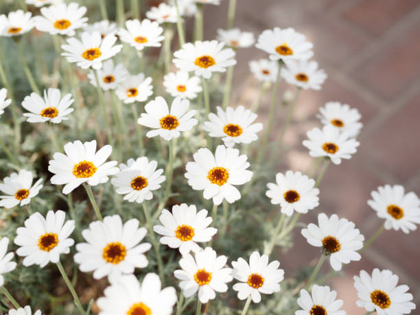 Rhodanthemum ‘African Eyes’