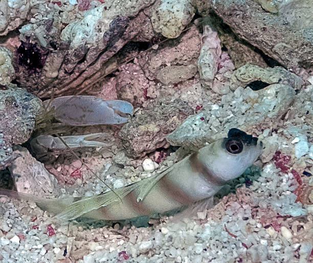 A partner goby and shrimp in the Red Sea, Egypt A partner goby and shrimp in the Red Sea, Egypt shrimp goby stock pictures, royalty-free photos & images