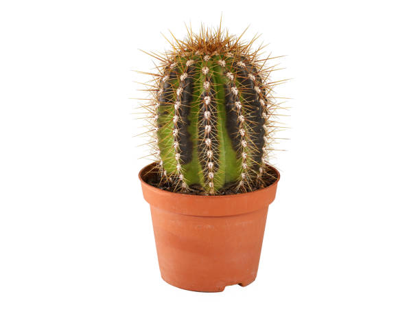 istock dead cactus, cactaceae, in plastic pot with brown spots on white background, damage from overwatering or waterlogging of succulent plants 1391357323