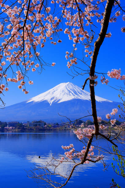 istock Cherry blossoms and Mt. Fuji from Ubuyagasaki 1391357993