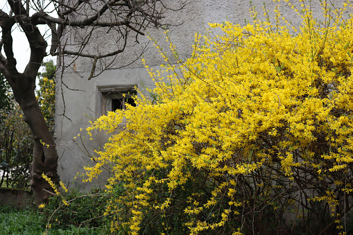 Bright yellow Forsythia flowers near a bulding in Italy . Forsythia x intermedia, europaea also called Golden Bell