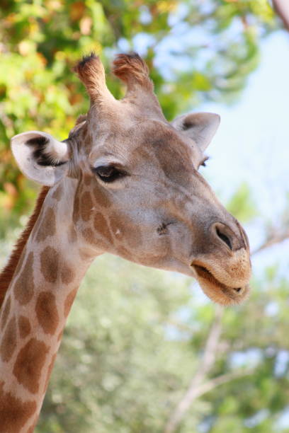 istock giraffe - animal - wildlife - nature 1391362010