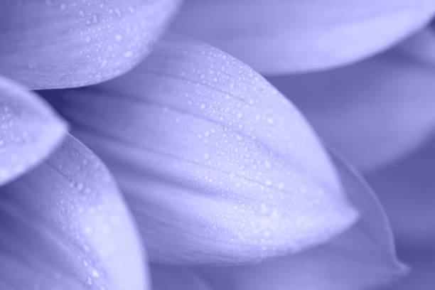 Dahlia flower close-up. Beautiful floral background in trendy blue tones. Copy space.
