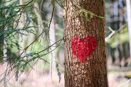 Red Heart Shape sprayed on a Tree, love nature concept