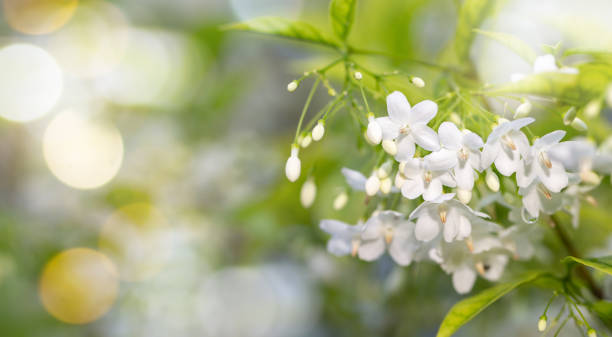 istock White fragrant spring flower in nature with bokeh lights.Water Jasmine,Wrightia religiosa. 1391364999