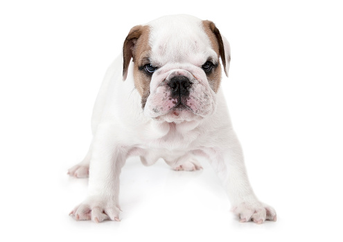Angry English Bulldog puppy standing and looking forward isolated on white background