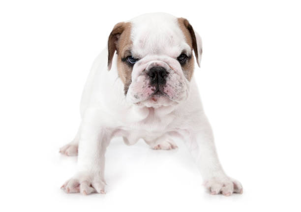 Angry English Bulldog standing on white background stock photo