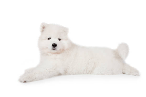 istock Samoyed puppy dog lying over white 1391365576