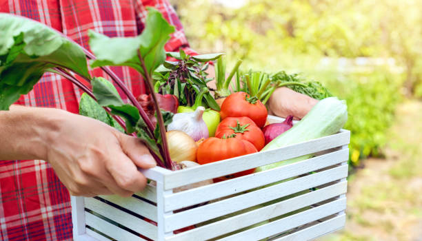 istock Man's hands holding white wooden box with fresh organic vegetables 1391366563