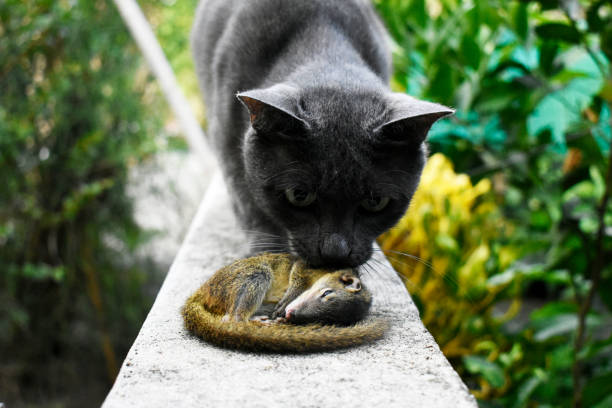 istock A yellow-brown squirrel and a black cat 1391367887