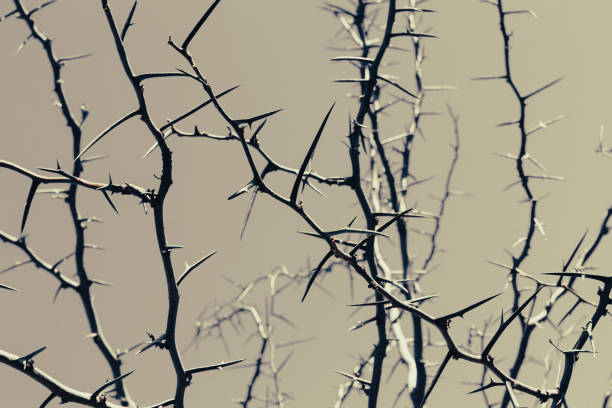 Thorny acacia branches with thorns, art nature background Thorny acacia branches with lot of thorns. Art nature background thorn wreath stock pictures, royalty-free photos & images