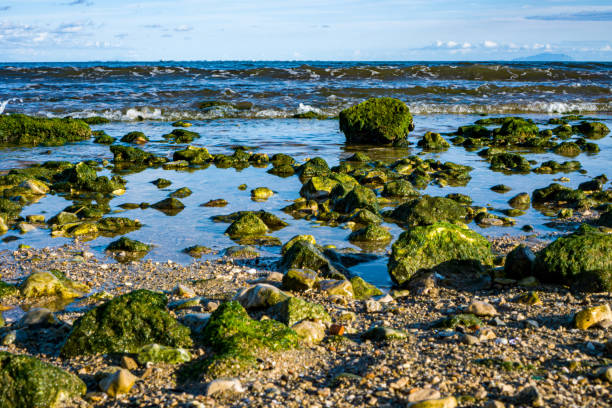 stones covered with algae