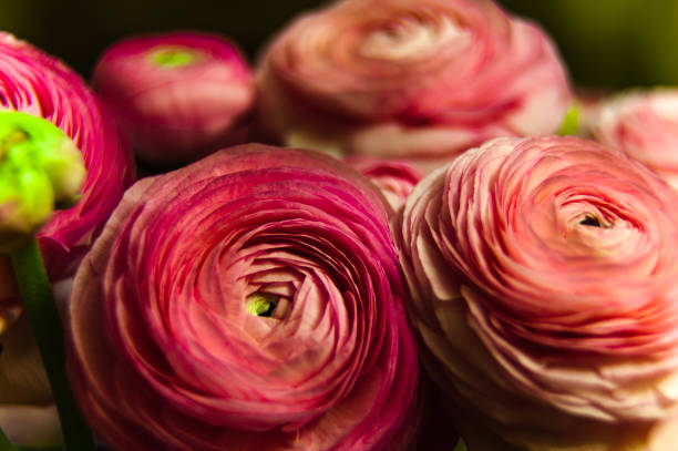 istock Tenderness of the ranunculus 2 1391369564