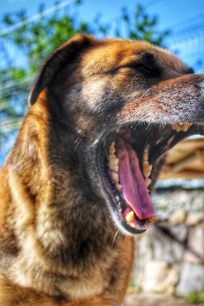 istock Large brown dog opening its mouth 1391371686