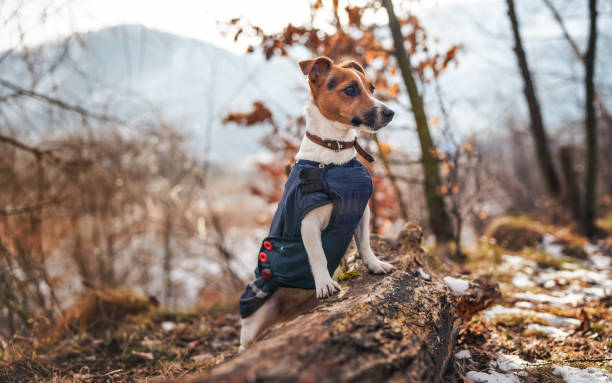 istock Small Jack Russell terrier in dark blue winter jacket leaning on fallen tree with grass and snow patches, blurred trees or bushes background 1391371833