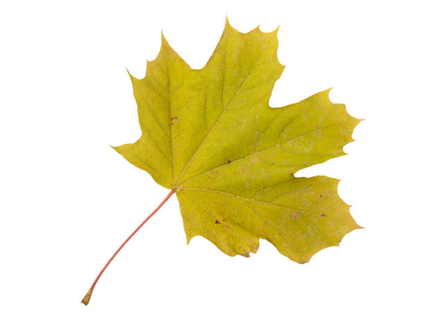 istock Autumn Color Maple Leaf. Isolated on White Background. 1391372055