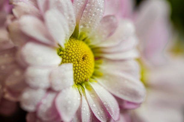 Beautiful pink daisies with dew drops close-up. Macro.