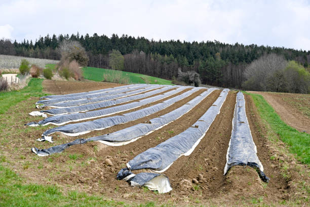 Gaienhofen, Germany, March 31, 2022 - Asparagus Fields near Gaienhofen at Lake Constance in springtime, before the harvest starts.