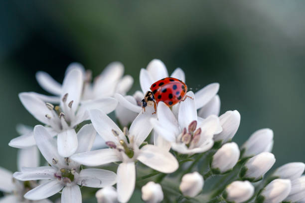 istock Ladybug on white flowers in the garden. Garden pest control. A useful beetle. 1391375973