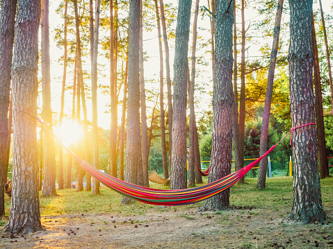 A colorful hammock for relaxing between pine trees in a summer forest on a lakeshore under golden sunlight. The concept of slow life and outdoor recreation