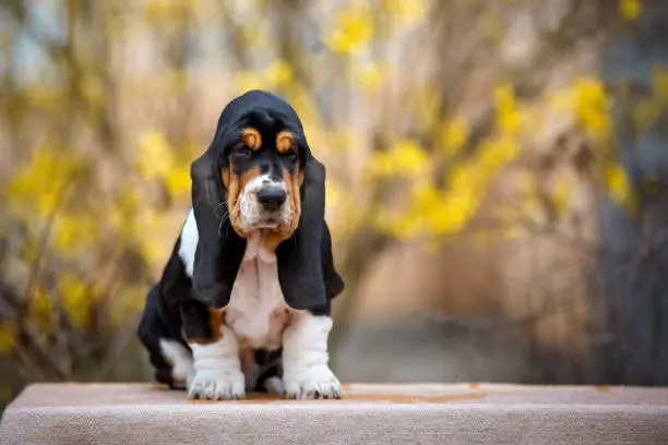 Cute basset hound puppy with fall on background