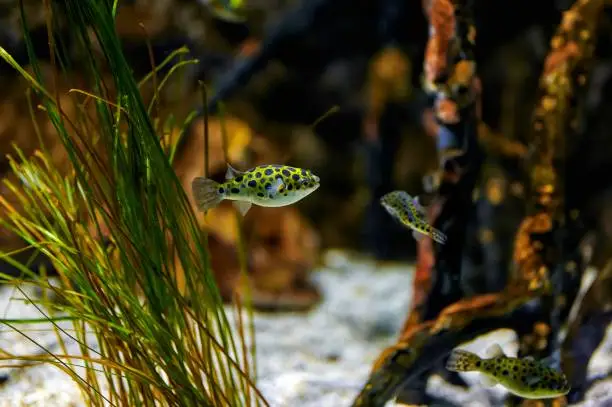 Green pufferfish or speckled pufferfish (Dichotomyctere nigroviridis) in an aquarium with marine vegetation
