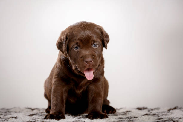 istock chocolate labrador puppy in studio 1391378850