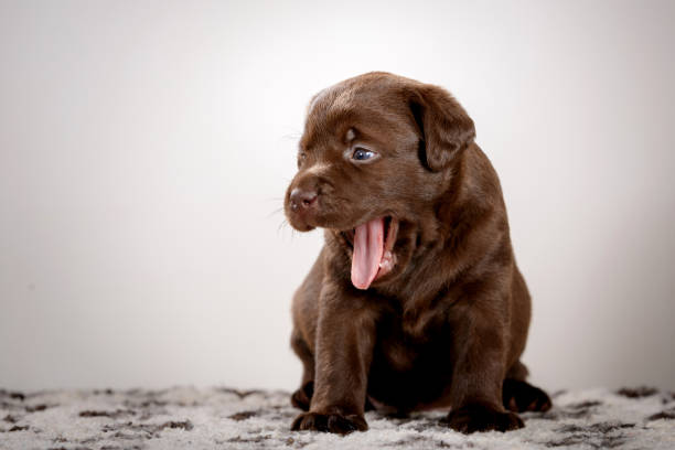 istock chocolate labrador puppy in studio 1391378862