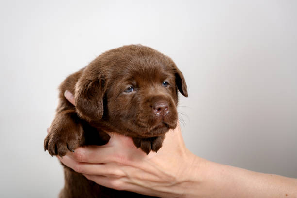 Small chocolate labrador puppy posing in studio