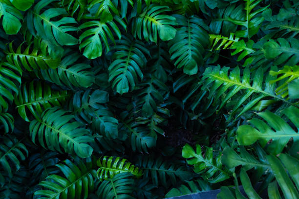 istock creative tropical monstera green leaves 1391380266