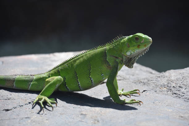 istock Green Iguana with Long Claws on a Rock 1391381361