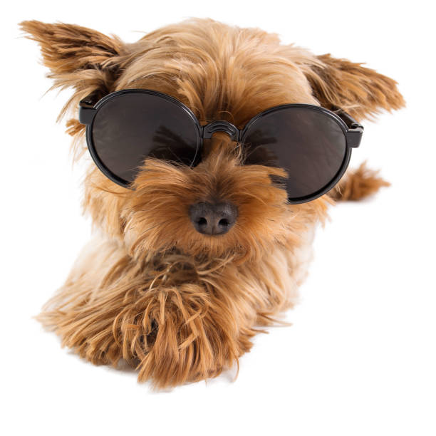 istock Funny Yorkshire terrier in sunglasses on a white background 1391381474