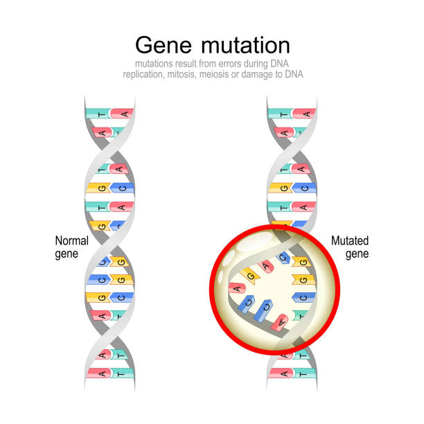 illustrazioni stock, clip art, cartoni animati e icone di tendenza di mutazione genetica dna normale ed elica con gene mutato. - genetic mutation