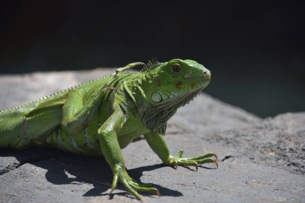 istock Green Iguana with His Back Leg Raised and Scratching 1391381654